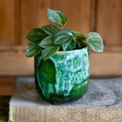 Pisa Emerald Planter | 7cm Pots | Baby Plant Pots | Ceramic Plot 5 Pisa Emerald Planter | 7cm Pots | Baby Plant Pots | Ceramic Plot -Happy House Plants Sale Store 019F8EDD 99B7 48A1 89D1 3108C9CFC87A 1 201 a