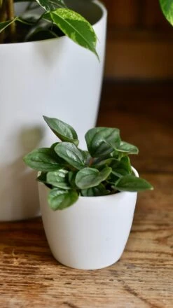 Ficus Golden King & Baby Peperomia Milano Houseplant Gift Set -Happy House Plants Sale Store 048674CA AAC7 46C9 956F 914B9D24093A 1 201 a