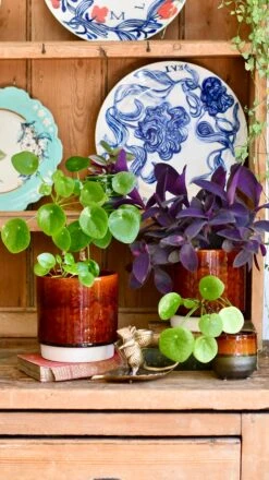 Amber Reactive Planter (13cm Plant Pot) -Happy House Plants Sale Store 052228E4 4B24 48F0 AC19 CFE524D5EBC7 1 201 a