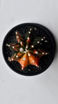 Variegated Gymnocalycium Cactus -Happy House Plants Sale Store 0609D972 2784 4817 BB7A 68762BFF406B 1 201 a