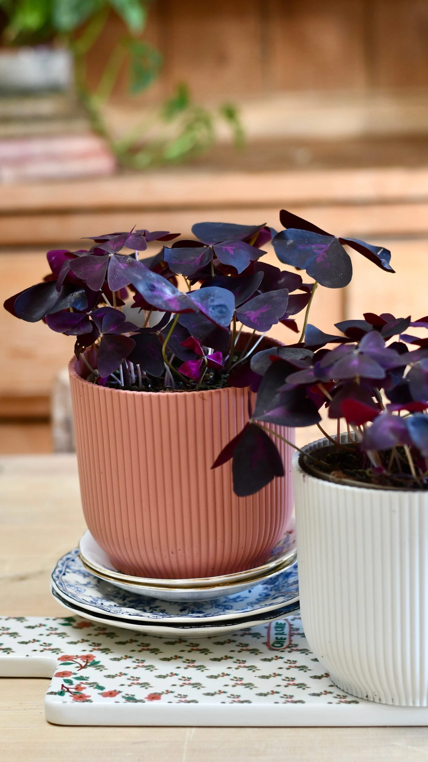 Oxalis Triangularis 'Purple Shamrock’ & Vibes Pot 4 Oxalis Triangularis 'Purple Shamrock’ & Vibes Pot - Image 4
