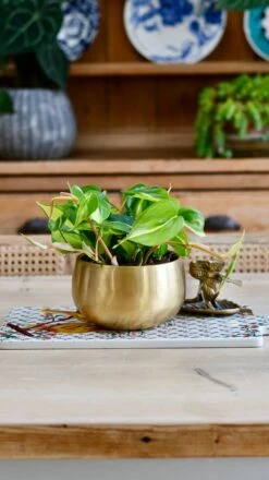 Philodendron Scandens Brasil In Atsu Brass Pot 10 Philodendron Scandens Brasil In Atsu Brass Pot -Happy House Plants Sale Store 093AED74 FC96 40DF BA0D 2985DA7871E8 1 201 a cfd98319 475b 496b b0d5 e22843b57431