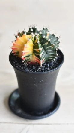 Variegated Gymnocalycium Cactus -Happy House Plants Sale Store 096EA931 C40D 4235 AC26 71F5ABD7645D