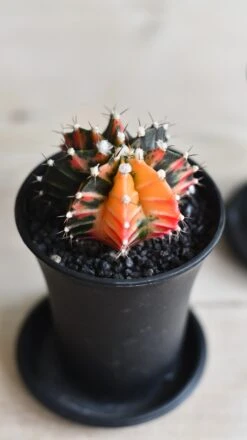 Variegated Gymnocalycium Cactus -Happy House Plants Sale Store 09CC3A05 4997 4A33 A1C9 4A4AE2FB1793