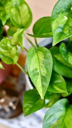 Epipremnum Global Green (Devil's Ivy) & Vibes Pot -Happy House Plants Sale Store 09F66A06 2F24 435C A642 6BD9D66BAC47 1 201 a