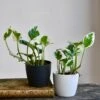 Baby Epipremnum Aureum N'Joy & Brussels Pot