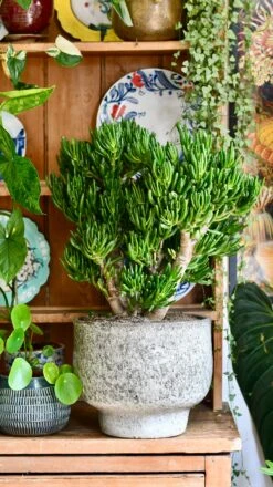 Crassula Ovata 'Hobbit' (Hobbit Jade Plant) -Happy House Plants Sale Store 0DC21AA4 C0CD 449A AA76 683D078D643F 1 201 a