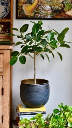 Ficus Benghalensis 'Petite Audrey' (Bengal Fig) -Happy House Plants Sale Store 0E04C833 36B4 4A67 B2C7 835B22DCA1E8 1 201 a