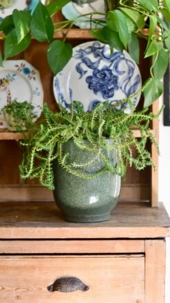 Crassula Viricosa | Hanging Succulent | Jade Necklace | Rare Plant -Happy House Plants Sale Store 0F437251 5939 4385 A787 C01B6E8C73B3 1 201 a