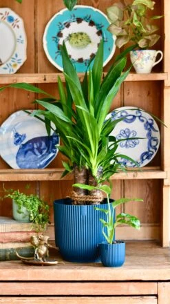Yucca Elephatipes & Baby Pilea Houseplant Gift Set -Happy House Plants Sale Store 0FFA7CC5 181E 47BF A64E C3977ECD61F1 1 201 a de9c0416 2dba 48de bb34 9904e6aa4c7c
