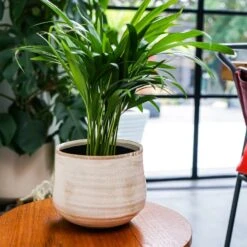 Como Cream Premium Glaze Planter (12cm Plant Pot) -Happy House Plants Sale Store 136863 2 jpg eced7dd2 c680 4b56 b5e9 75b900ffff27