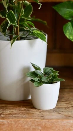Ficus Golden King & Baby Peperomia Milano Houseplant Gift Set -Happy House Plants Sale Store 13769237 2D8A 4D64 A0B0 E3B88089803F 1 201 a