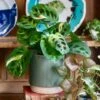 Ceramic Plant Pot | Eno Pot Green | D13cm Plant Pot