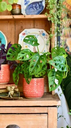 Titan Reactive Planter (13cm Plant Pot) -Happy House Plants Sale Store 19D9309C 239F 4670 B99F 084213677D19 1 201 a