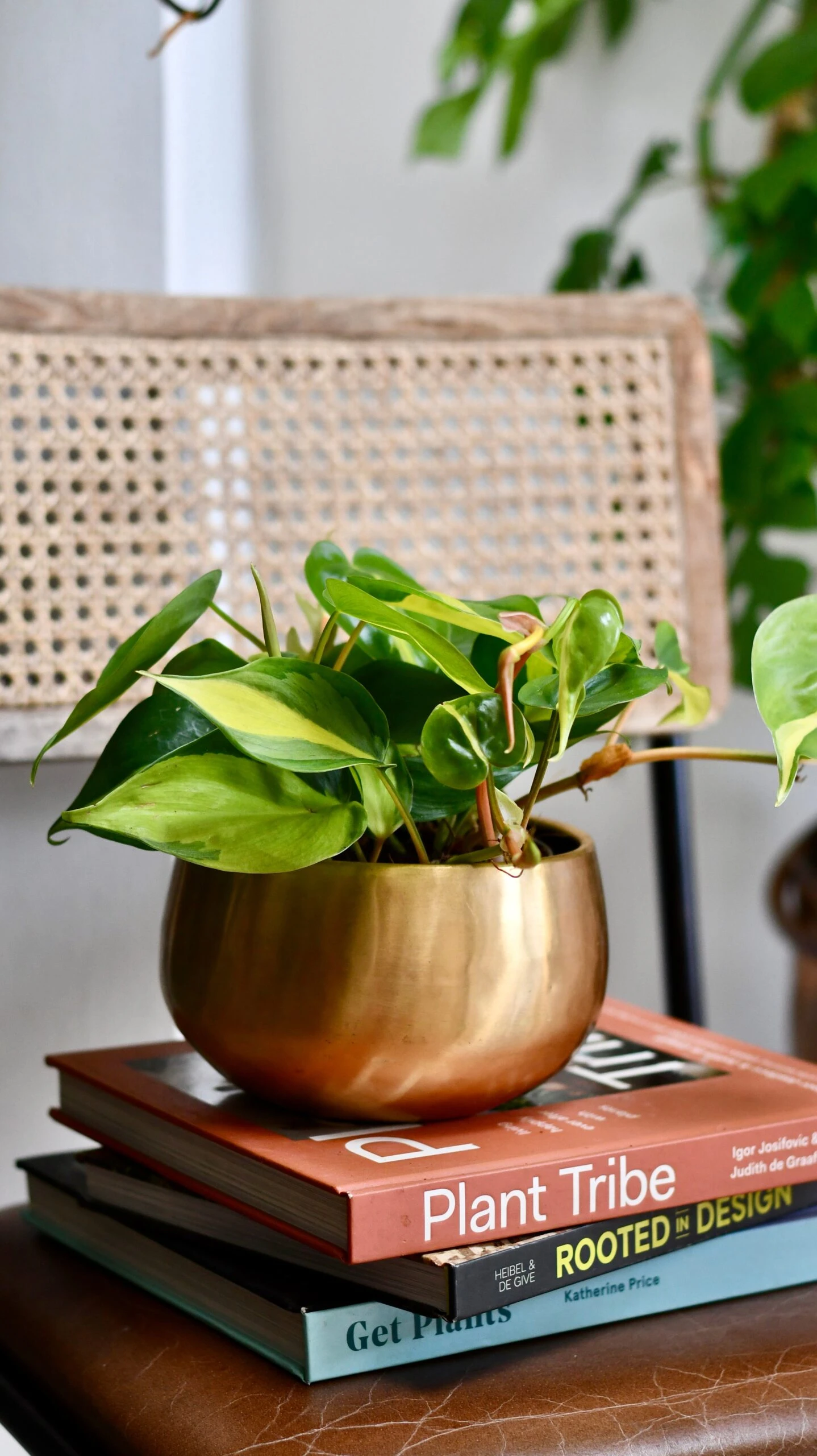 Philodendron Scandens Brasil In Atsu Brass Pot 1 Philodendron Scandens Brasil In Atsu Brass Pot