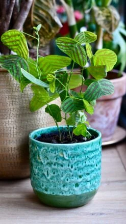 Swallow Tail, Butterfly Plant (Christia Obcordata)