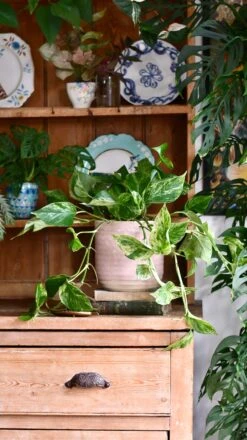Scindapsus Marble Queen | Pothos | 30cm Hanging Pot Plant -Happy House Plants Sale Store 22FA975B 59DD 423C 9BBE 0642C9132DEA 1 201 a