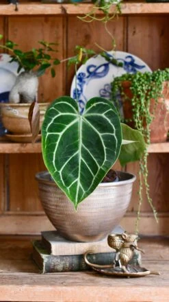 Anthurium Crystallinum -Happy House Plants Sale Store 2376A97A 5499 4817 B764 20DA8B1D19B0 1 201 a
