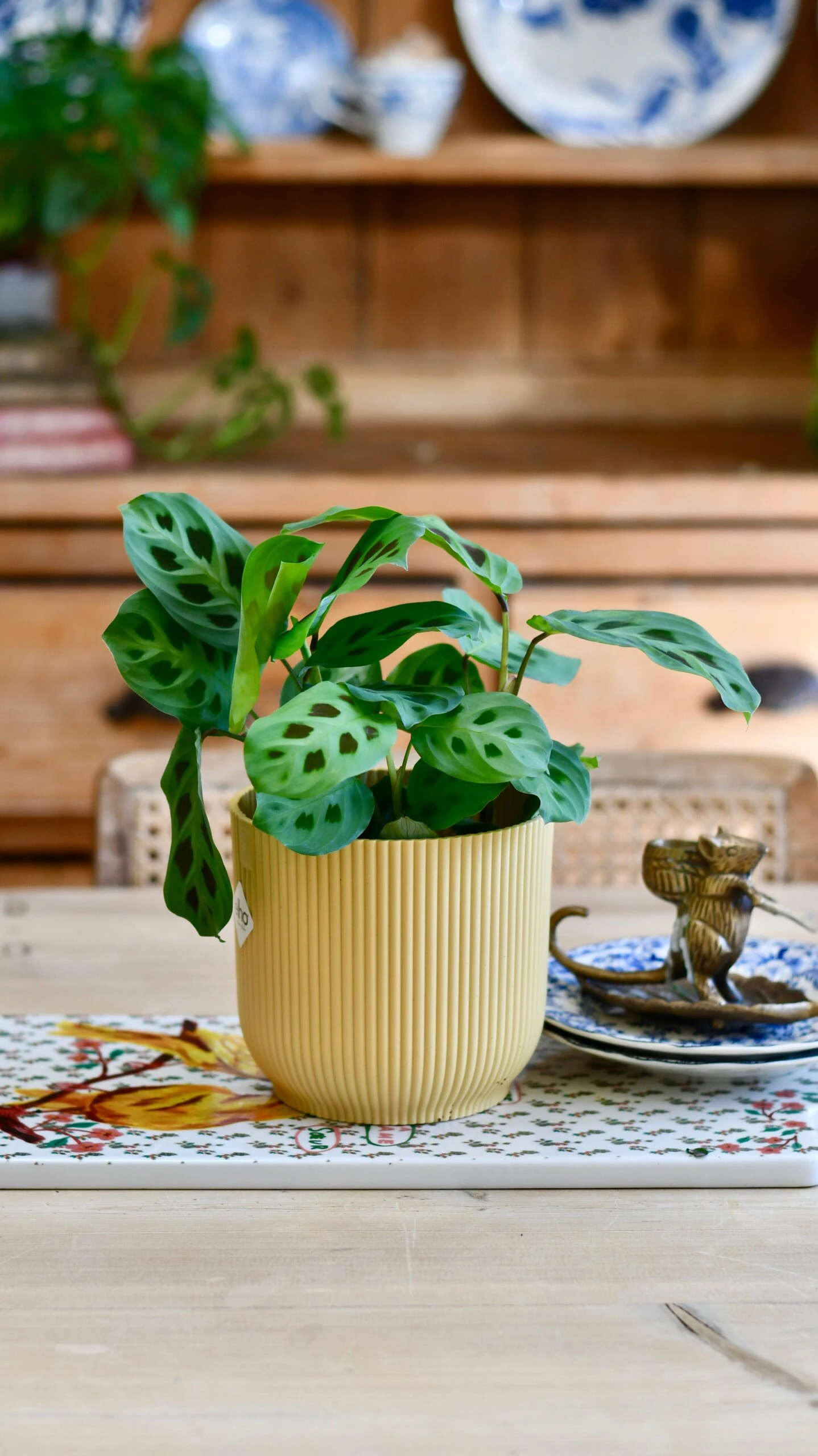 Maranta Kerchoveana (Prayer Plant) & Vibes Pot 1 Maranta Kerchoveana (Prayer Plant) & Vibes Pot