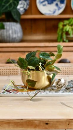 Philodendron Micans In Atsu Brass Pot -Happy House Plants Sale Store 26AEF54C 95BE 4015 ABF4 51F6E9CBEDC3 1 201 a