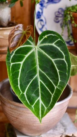 Anthurium Crystallinum -Happy House Plants Sale Store 2D8B612C D321 457D 887C 7C34CA587EE3 1 201 a