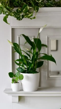 Spathiphyllum Verdi, Peace Lilly & Pot -Happy House Plants Sale Store 2EB3480C DAF5 4DC6 9FEB 0A2C6FAEFAFE 1 201 a 44cbc790 b5ca 47d9 b206 f8a858f326ea