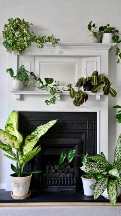 Dieffenbachia Seguine 'Banana' -Happy House Plants Sale Store 2F2CA928 4DCC 4747 97E4 AC625A351A6B 1 201 a