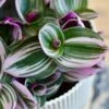 Tradescantia Nanouk & Vibes Pot