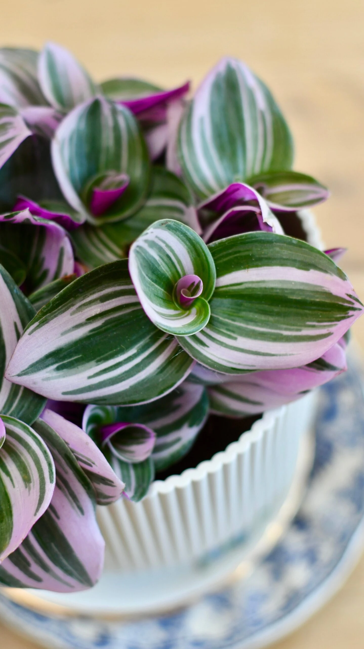 Tradescantia Nanouk & Vibes Pot 1 Tradescantia Nanouk & Vibes Pot