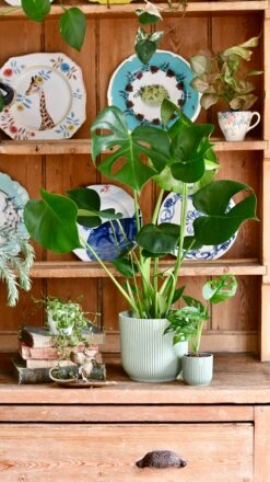 Monstera Deliciosa & Baby Monstera Adansonii Set -Happy House Plants Sale Store 3464B579 1F26 45AA B54F 34F5017E8ACE 1 201 a