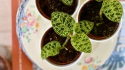 Macodes Petola (Jewel Orchid) -Happy House Plants Sale Store 351DF59B 9ED6 4A26 8D6F 2459ED2D9C06 1 201 a