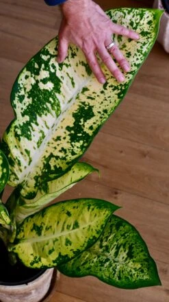 Dieffenbachia Seguine 'Banana' -Happy House Plants Sale Store 3E1A83E7 8516 43EE 86CF 78D0DF7E1672 1 201 a