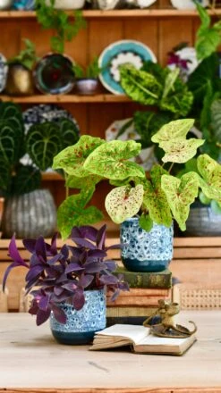 Reactive Glaze Planter (Sapphire 13cm Plant Pot) -Happy House Plants Sale Store 408EE7FC C7DC 41F8 ACFD 40CB2561AA86 1 201 a