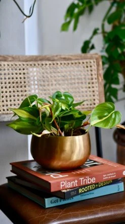 Philodendron Scandens Brasil In Atsu Brass Pot 13 Philodendron Scandens Brasil In Atsu Brass Pot -Happy House Plants Sale Store 4144FEAB 82BA 4128 9A61 65A8D8E91F83 1 201 a