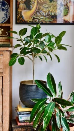 Ficus Benghalensis & Pot 'Petite Audrey' (Bengal Fig) -Happy House Plants Sale Store 4320811C F9EC 49CA 8774 85C6E46A3B75 1 201 a 7736dda3 6cf8 40fe b571 64b097d315ff