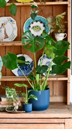 Vibes Fold Round 16cm Deep Blue -Happy House Plants Sale Store 4640CD1D 1C0A 403C 8A8D 50D1349324AE 1 201 a