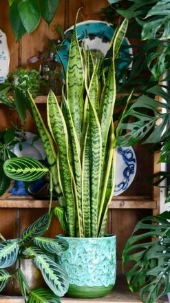 Sansevieria Laurentii, Variegated Snake Plant, Mother In Laws Tongue -Happy House Plants Sale Store 4946D10A 9531 4B6D 927A B11816B24D23 1 201 a