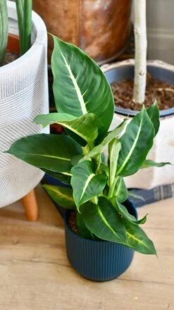 Dieffenbachia Green Magic - Dumb Cane -Happy House Plants Sale Store 5234CBF4 C858 4BC4 BB6C 094FFA77F523 1 201 a