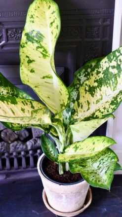 Dieffenbachia Seguine 'Banana' -Happy House Plants Sale Store 53B2BAA6 1FB1 4B6B B135 A8440CAB08F4 1 201 a
