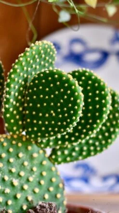 Happy House Plants Sale Store -Happy House Plants Sale Store 549FDD60 9DBC 4585 8AC2 995B85EDDBD1 1 201 a