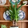 Yucca Elephatipes & Baby Pilea Houseplant Gift Set