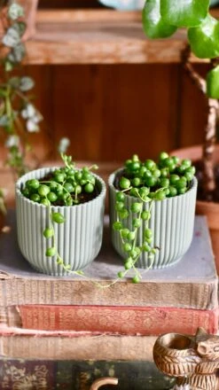 Baby String Of Pearls, Senecio Rowleyanus -Happy House Plants Sale Store 5690CFD1 5CBA 402B B47A AF608AC5D471 1 201 a d4881443 62bd 4602 be22 7e906cfa9026