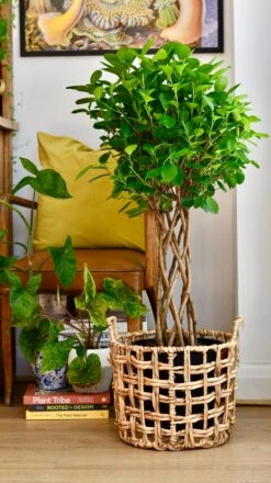 Ficus Microcarpa Moclame (Chinese Banyan Tree) -Happy House Plants Sale Store 58F567E3 AC5E 4003 AC35 957118866D3F 1 201 a