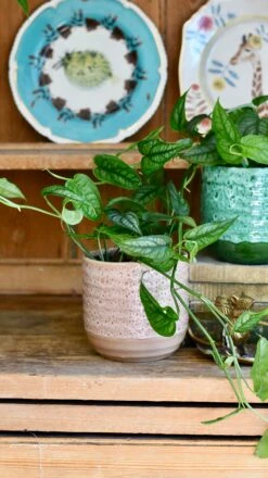 Monstera Siltepecana -Happy House Plants Sale Store 593FC306 9A37 47CE 8E2D 2BD01268A821 1 201 a