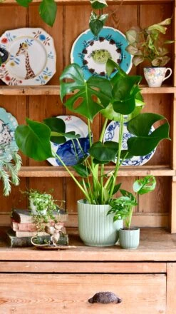 Monstera Deliciosa & Baby Monstera Adansonii Set -Happy House Plants Sale Store 5AB485DE CBC5 44F6 B8EE 719C4163D747 1 201 a