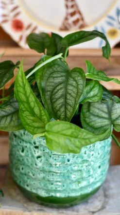 Monstera Siltepecana -Happy House Plants Sale Store 5B0AAFB8 329C 4882 9670 B144FC03D0AB 1 201 a