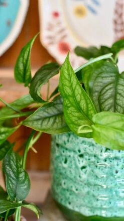 Happy House Plants Sale Store -Happy House Plants Sale Store 5EEF4FA4 7A1D 4AF8 B75B E848ACBEEE1C 1 201 a