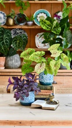 Reactive Glaze Planter (Sapphire 13cm Plant Pot) -Happy House Plants Sale Store 5F1030BF 311E 45BB 9E09 B84896853E06 1 201 a