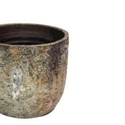 Albero Planter (14cm Pot) -Happy House Plants Sale Store 5 32525fe9 d35d 4da7 926d 5a04cdddfbd9