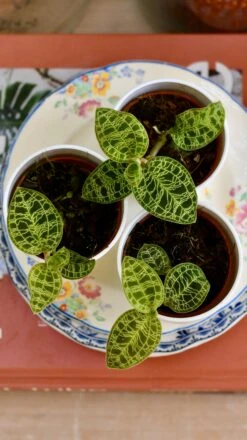 Macodes Petola (Jewel Orchid) -Happy House Plants Sale Store 6033228F F02F 4BB9 AACA 5B136804526E 1 201 a